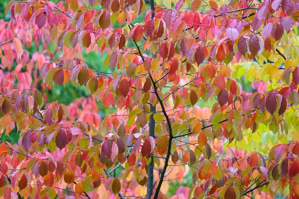 Podzimní příroda. Koncept podzimní sezóny. Jilm jasně červené a oranžové listy, listy — Stock fotografie