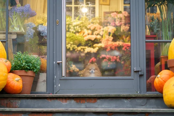 Pomeranian Spitz perro sentado dentro de la tienda de flores con calabazas detrás de la puerta de cristal. Temporada de otoño. — Foto de Stock