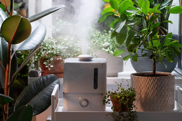 Dampf aus dem Luftbefeuchter befeuchtet trockene Luft, die von Zimmerpflanzen umgeben ist. Hausgarten, Pflanzenpflege — Stockfoto