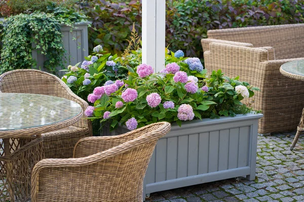 Spend evening on terrace: garden cafe or restaurant with wooden wicker chairs and blooming hydrangea