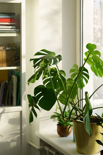 Świeże zielone liście Monstera houseplant w salonie na parapecie przy świetle słonecznym. Ogrodnictwo domowe — Zdjęcie stockowe