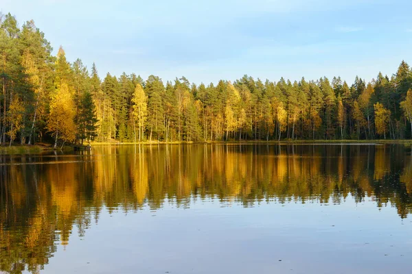 Jesienny widok z jeziorem leśnym na zachód słońca. Żółte drzewa i przejrzyste błękitne niebo odbijają się w nieruchomej wodzie — Zdjęcie stockowe