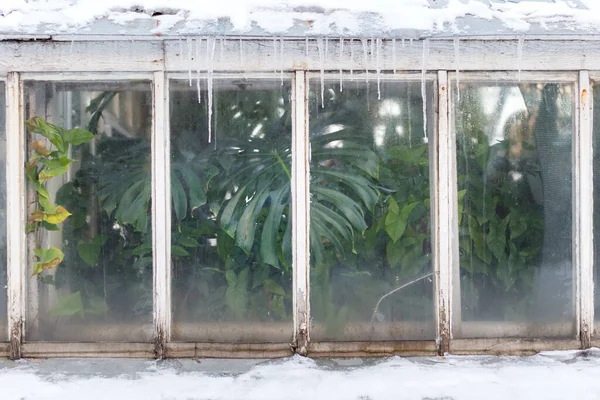 Greenhouse Winter Time Green Tropical Plant Window Indoor Icicles Roof — Stock Photo, Image