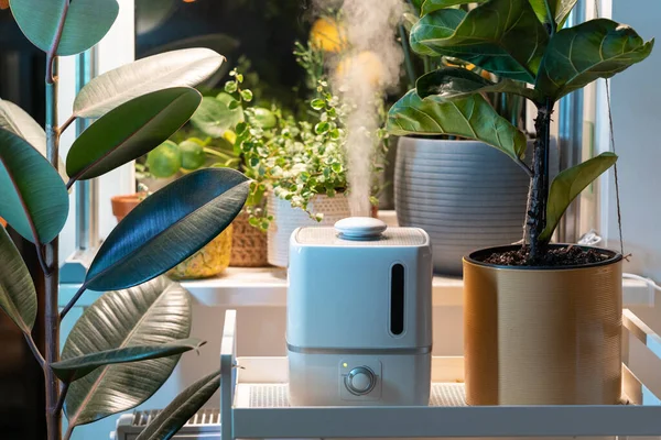 Steam from humidifier, moistens dry air surrounded by indoor houseplants. Home garden, plant care — Stock Photo, Image