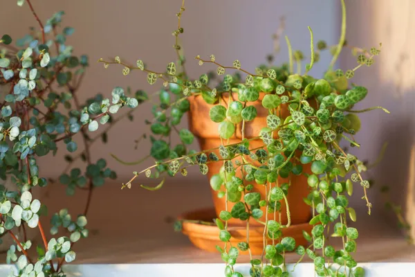Closeup of Peperomia Prostrata in terracotta pot and Pilea libanensis trailing houseplant at home — Stock Photo, Image
