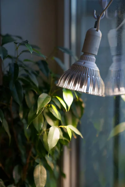 Primer plano de phytolamp ilumina la planta en el hogar, compensando la falta de luz diurna y solar real —  Fotos de Stock