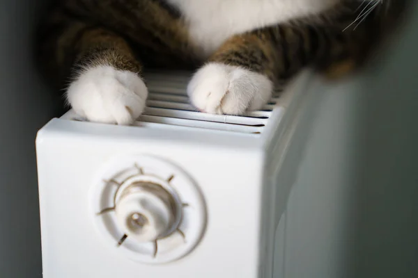 Кошачьи лапы на радиаторе. Домашний котенок согревается от батареи в холодную осень или зиму на открытом воздухе — стоковое фото