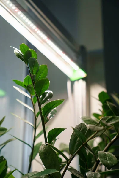 Detailní záběr fytolampy osvětluje rostlinu doma, napravuje nedostatek skutečného denního světla a slunečního světla — Stock fotografie