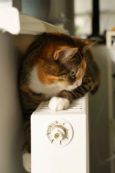 Пушистый кот лежит на теплой батарее радиатора. Разноцветный котенок чувствует себя комфортно спать на горячем обогревателе — стоковое фото