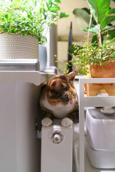 Lugar confortável: gato fofo escondido entre plantas de sala em bateria quente dentro de casa, desfrutar de radiador quente — Fotografia de Stock