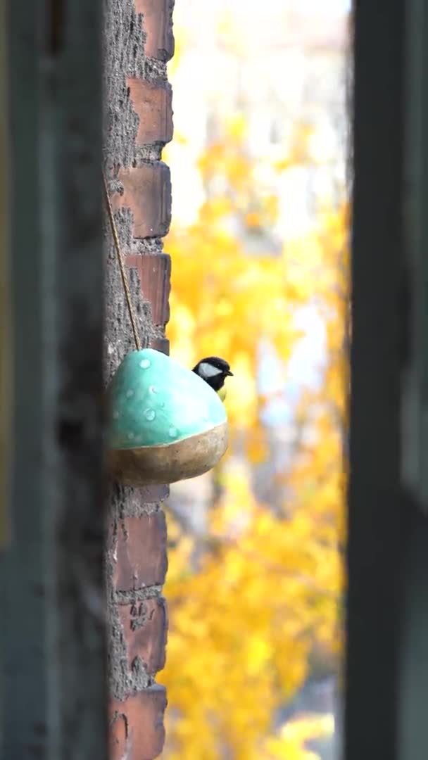Handmade ceramic bird feeder hanging on brick wall outside the window, tits fly to feeder for food — Stock Video