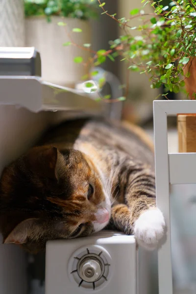 Giocoso riposo del gatto su batteria calda all'interno. Carino gattino sdraiato sul radiatore caldo in appartamento si sentono accogliente — Foto Stock