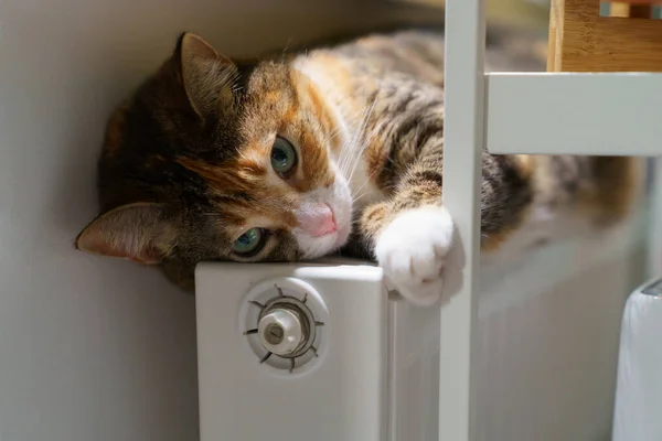 O gato brincalhão descansa na bateria quente em casa. Gatinho bonito deitado no radiador quente no apartamento se sentir acolhedor — Fotografia de Stock