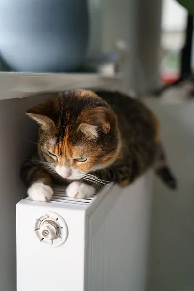 Gato fofo deitado na bateria do radiador quente. Multi colorido gatinho sentir sono confortável no aquecedor quente — Fotografia de Stock