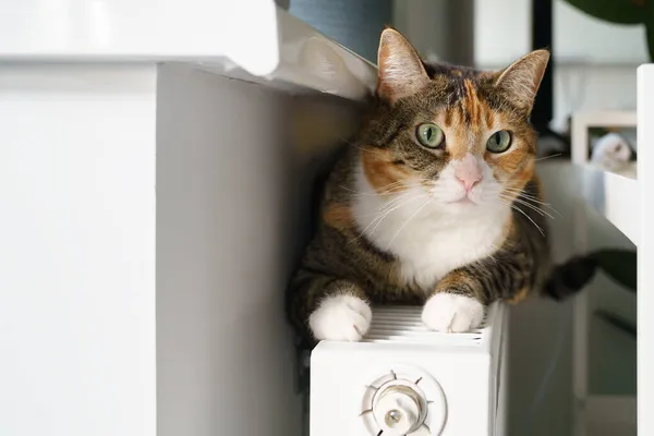 Gato fofo deitado na bateria do radiador quente. Multi colorido gatinho sentir sono confortável no aquecedor quente — Fotografia de Stock