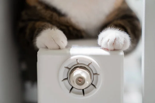 Кошачьи лапы на радиаторе. Домашний котенок согревается от батареи в холодную осень или зиму на открытом воздухе — стоковое фото