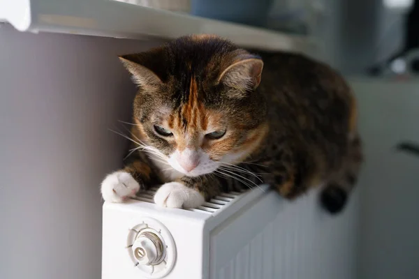 Gato esponjoso acostado en la batería del radiador caliente. gatito multicolor se siente cómodo dormir en calentador caliente — Foto de Stock