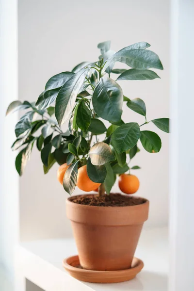 Pequeño árbol frutal de mandarina con mandarina en maceta de terracota. Un pequeño árbol de cítricos naranja. Jardín interior — Foto de Stock