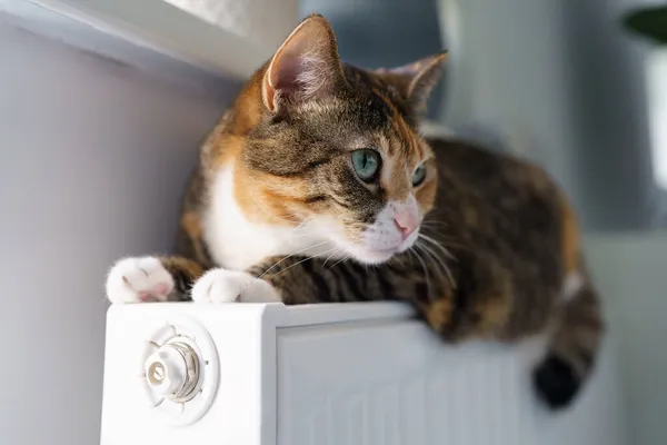 Пушистый кот лежит на теплой батарее радиатора. Разноцветный котенок чувствует себя комфортно спать на горячем обогревателе — стоковое фото