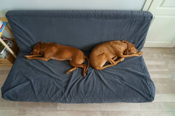 Deux chiens Vizsla dorment sur le canapé, vue de dessus. Animaux amis couchés sur le canapé attendant le propriétaire de rentrer à la maison — Photo