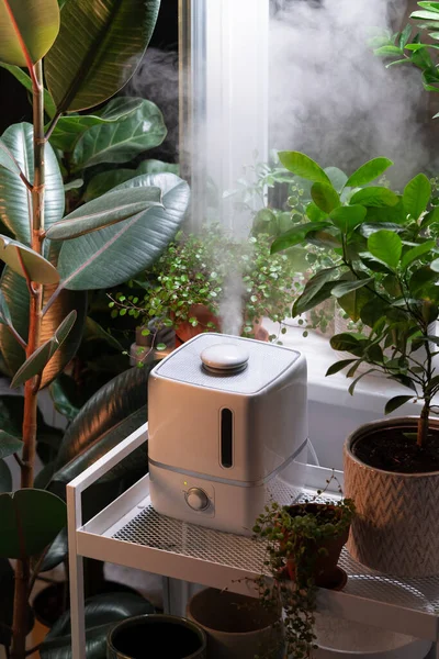 加湿器から蒸気は、屋内の観葉植物に囲まれた乾燥空気を湿らせます。ホームガーデン、植物ケア — ストック写真