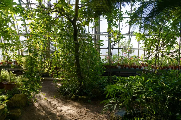 Jardín de invernadero con plantas exóticas y plantas de interior que crecen en macetas. Naranjería con clima tropical —  Fotos de Stock