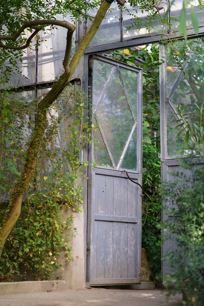 Stare drewniane drzwi do subtropikalnej oranżerii, ogrodu botanicznego lub szklarni z wiecznie zielonymi egzotycznymi spodniami — Zdjęcie stockowe