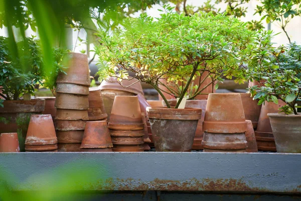Montones de ollas antiguas de cerámica para el cultivo de plantas de interior, planta de azalea en el jardín de invierno o naranjería —  Fotos de Stock