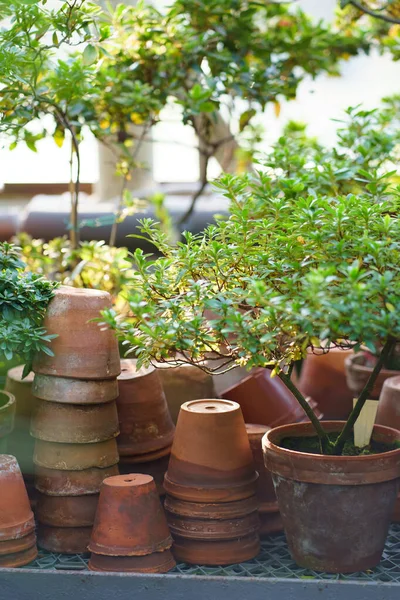 Pilhas de potes cerâmicos velhos de cultivo de plantas de sala, planta de azálea em jardim de inverno ou laranjaria — Fotografia de Stock