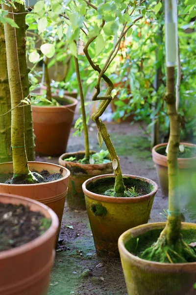Pequenas árvores que crescem em vasos de cerâmica de terracota antigos cobertos com musgo verde. Casa jardinagem — Fotografia de Stock