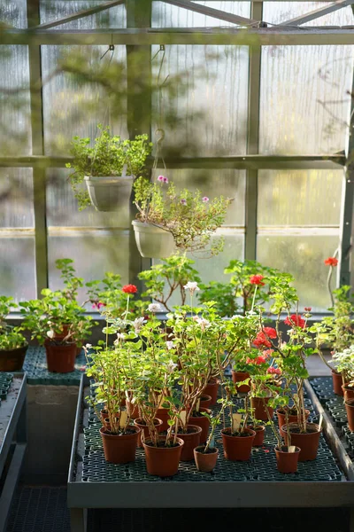温室内のテラコッタセラミックポットで成長するゼラニウム苗。温室内の植物 — ストック写真