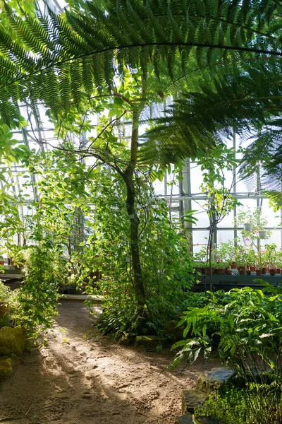 Парниковый сад с экзотическими растениями и комнатными растениями, растущими в горшках. Оранжерея с тропическим климатом — стоковое фото