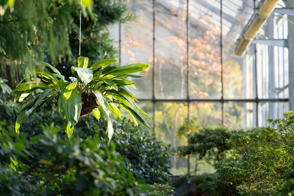 Serada yetişen yeşil yapraklı bitkiler ve açık havada sonbahar mevsimi. Kış bahçesinin içi — Stok fotoğraf