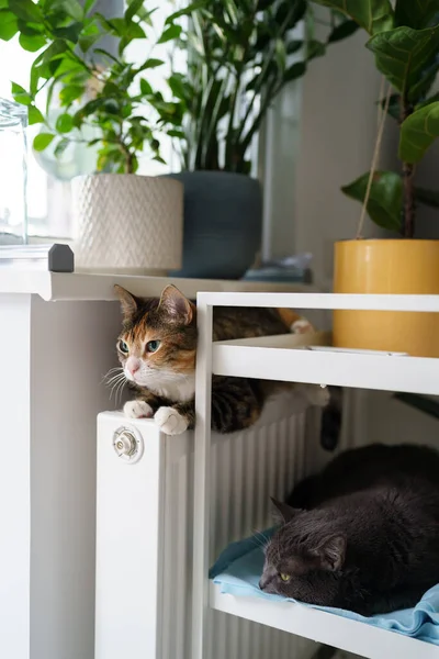 Dois gatos domésticos aquecendo e relaxando perto da bateria do radiador de aquecimento durante os meses frios de inverno — Fotografia de Stock