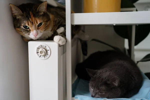 Início da temporada de calor. Dois gatos perto da bateria de aquecimento, enrolar-se na bola e tentar manter o aquecimento no radiador — Fotografia de Stock