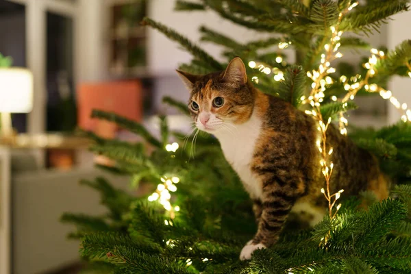 猫はLEDガーランドに囲まれたクリスマスツリーの中に座っています。. — ストック写真
