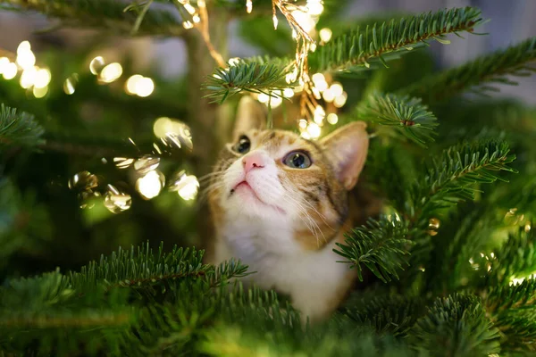 Cat sits inside the Christmas tree surrounded by LED garland, stuck or climbing on new year tree. — Stock Photo, Image