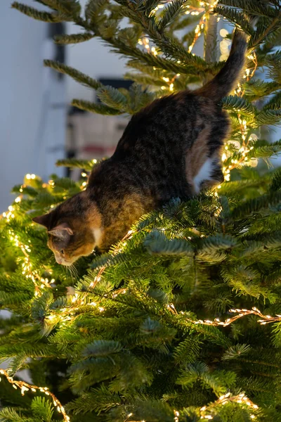 猫はLEDガーランドに囲まれたクリスマスツリーの中に座っています。. — ストック写真