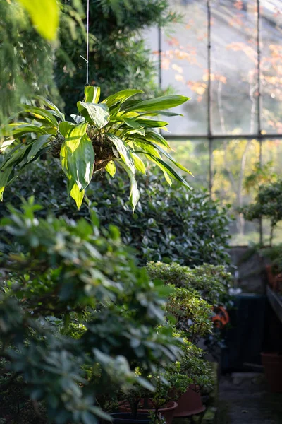 Groene bladverliezende planten groeien in de kas met de herfst seizoen buiten. Wintertuin interieur — Stockfoto