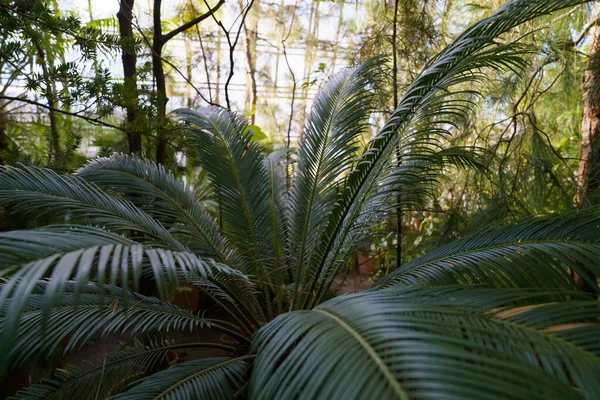 Cycadées exotiques palmiers poussant en serre dans des plantes tropicales et subtropicales. Evergreen flore de la forêt tropicale — Photo