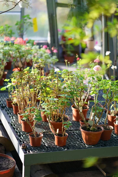 Plántulas de geranio que crecen en macetas de cerámica de terracota en invernadero. Plantas de interior invernadero —  Fotos de Stock
