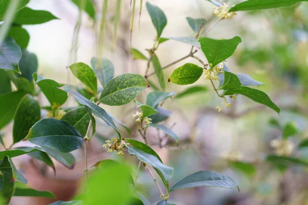 Sött gul osmanthus blommar på träd under höstsäsongen. Selektivt mjukt fokus. — Stockfoto