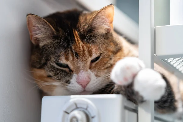 Сонный кот отдыхает на теплой батарее в помещении. Симпатичный котенок, лежащий на раскаленном радиаторе в квартире, чувствует себя уютно — стоковое фото