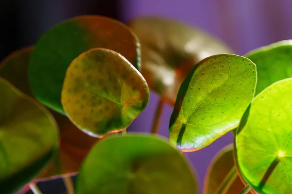 Macro disparo de Pilea peperomioides planta de interior, hojas verdes iluminadas con luz de neón rojo —  Fotos de Stock