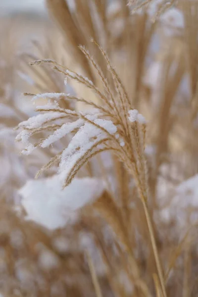 Miscanthus sinensis grass covered with snow, soft focus. Ornamental chinese silver grass in winter — Fotografia de Stock