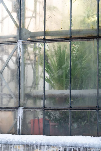 Tropical palm tree growing inside old glasshouse in winter, view thought glass wall covered with ice — Stock Photo, Image