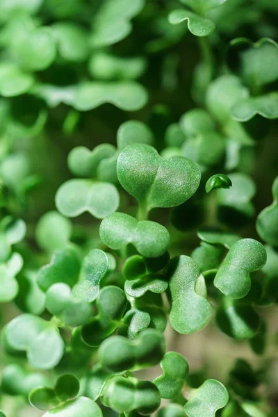 Primer plano de albahaca microgreens. Creciendo brotes de rúcula por encima de la vista. Germinación de semillas en casa. —  Fotos de Stock