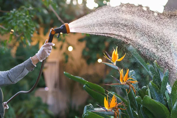 온실에서 일하는 플로 리스트들 이 과수원이나 정원 센터에서 호스를 가지고 꽃에 물을 주면서 — 스톡 사진