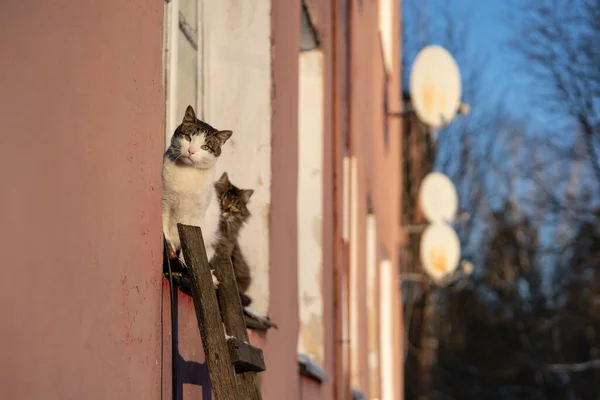 Les chats assis sur le rebord de la fenêtre de l'ancien bâtiment profitent d'une journée d'hiver ensoleillée. Style de vie village ou campagne — Photo