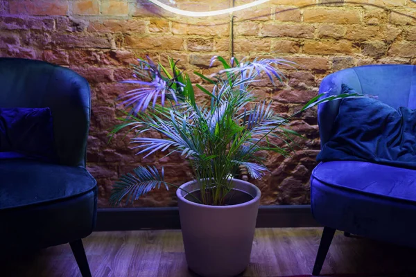 Stijlvol appartement interieur in loft stijl met twee fauteuils, groene potted palm boom en neon licht — Stockfoto